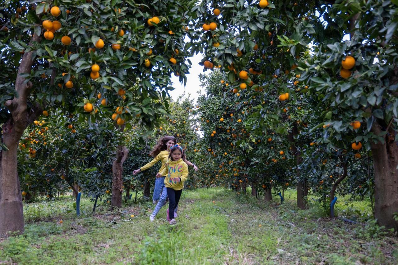 Desa Green Homes Epidaurus 外观 照片